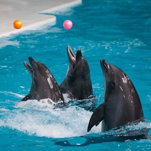Dubai Dolphinarium