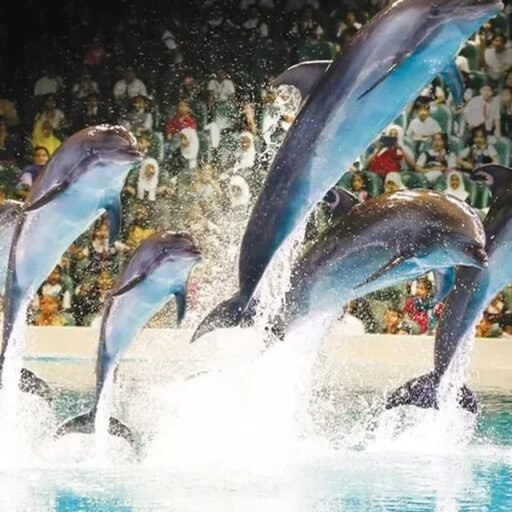 Dubai Dolphinarium