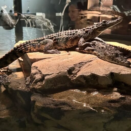 Dubai Crocodile Park