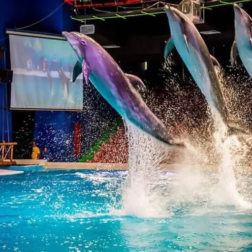 Dubai Dolphinarium