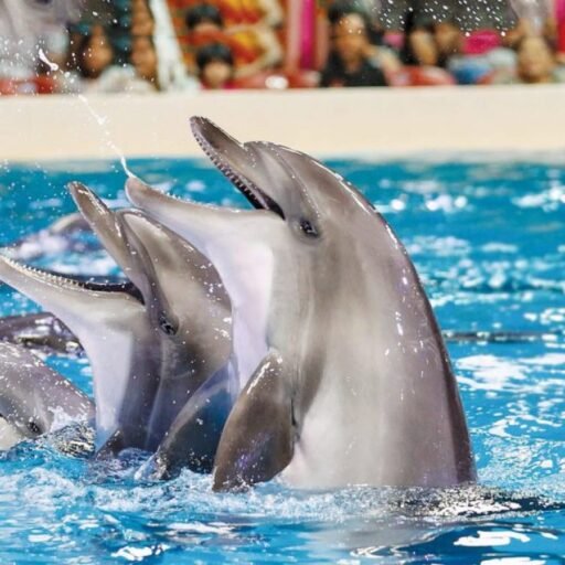 Dubai Dolphinarium