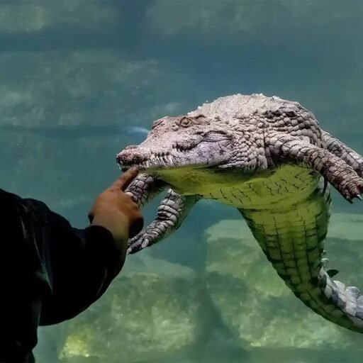 Dubai Crocodile Park