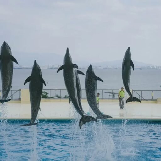 Dubai Dolphinarium