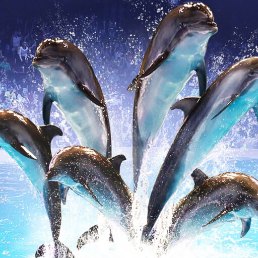 Dubai Dolphinarium