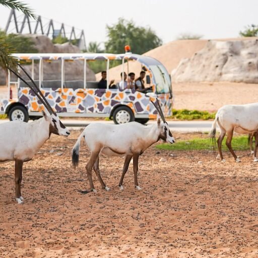 Dubai Safari Park