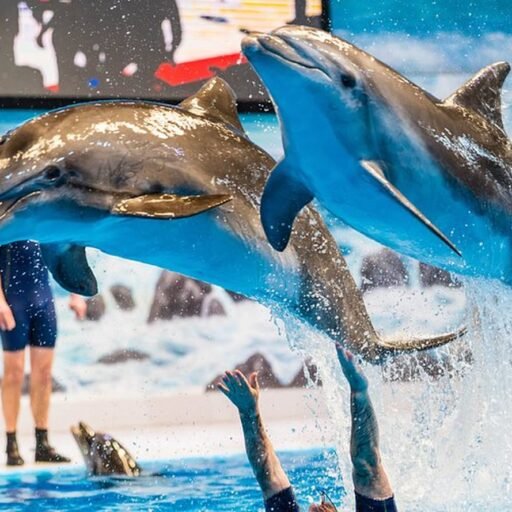 Dubai Dolphinarium