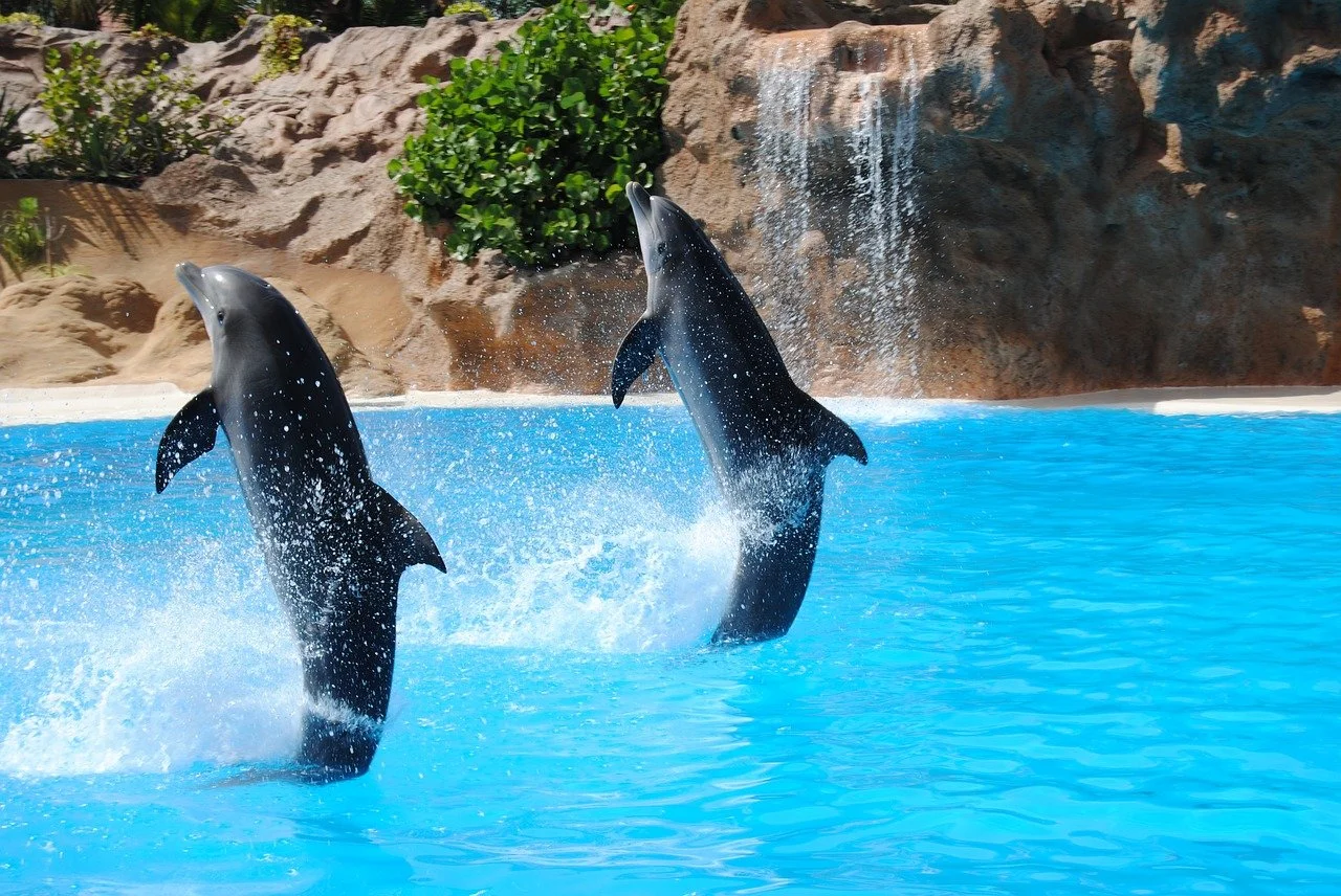 SeaWorld Abu Dhabi