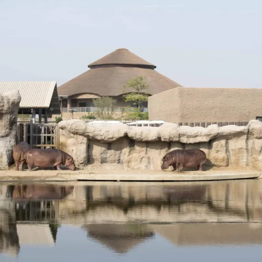 Dubai Safari Park