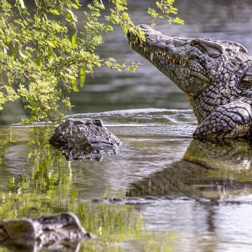 Dubai Crocodile Park