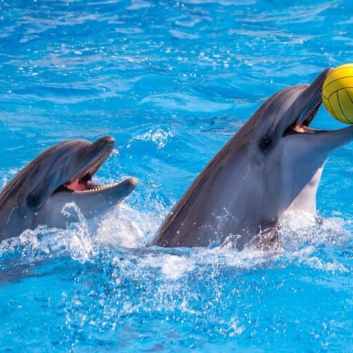 Dubai Dolphinarium